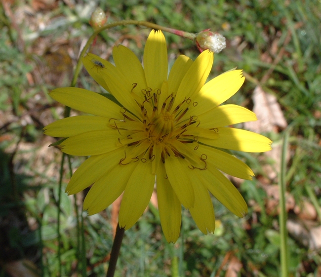 Tragopogon pratensis / Barba di becco